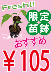 苗鉢105円